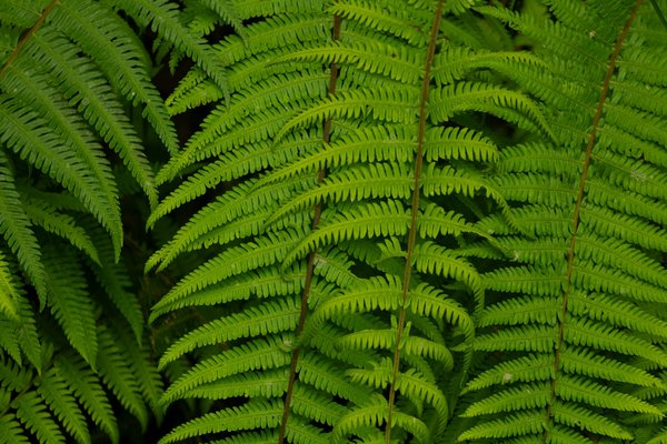 Les panneaux solaires photovoltaïques : les atouts d'une énergie renouvelable
