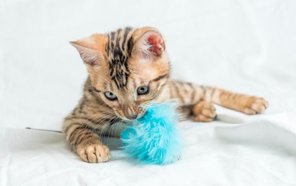 Comment fabriquer des jouets écologiques pour animaux de compagnie ?