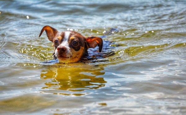 Quelles astuces pour débuter la peinture sur céramique à la maison ?